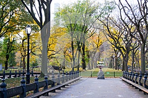 Canopy of American elms in Central Park