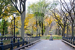 Canopy of American elms in Central Park photo