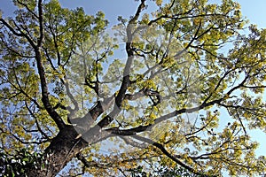Canopy of Autumn Tree