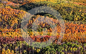 Canopy of Autumn trees