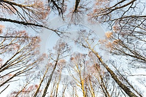 Canopy of Birch trees in Autumn in the Highland of Scotland.