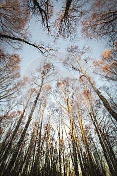 Canopy of Birch trees in Autumn in the Highland of Scotland.