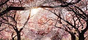Canopy of blossoming cherry trees and the sun