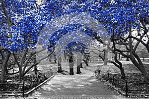 Canopy of blue trees in surreal black and white landscape scene