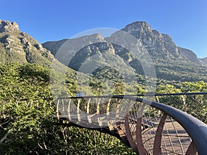 Canopy bridge Kirstenbosch Botanical Garden Cape Town South Africa