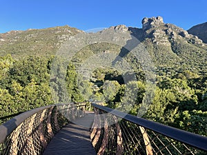 Canopy bridge Kirstenbosch Botanical Garden Cape Town South Africa