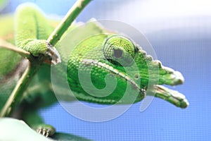 Canopy chameleon