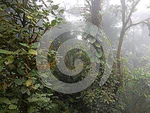 Canopy of a cloud forest in Monteverde, Costa Rica photo