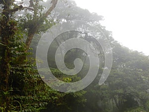 Canopy of a cloud forest in Monteverde, Costa Rica photo