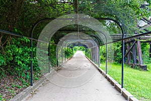 Canopy Corridor - Covered Walkway Amidst Green Foliage and Metal Beams