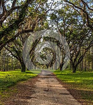 Canopy Road Lined with Moss Covered Trees