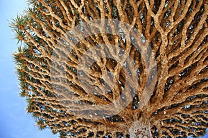 Canopy of dragon tre