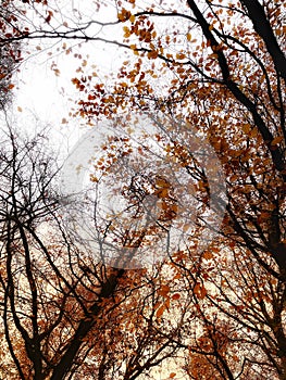 Canopy of Englands oldest forest in autumn