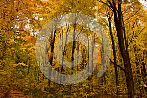 A Canopy of Fall Foliage photo