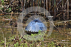 Canopy Feeding Black Egret Bird In Lake Egretta ardesiaca