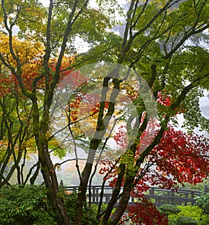 Canopy of Japanese Maple Trees in the Fall 3 photo