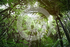 Canopy of jungle
