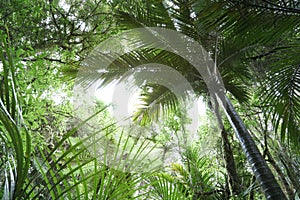 Canopy of jungle