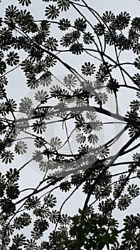 Canopy leaf silhouette hawaii