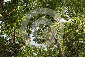 Canopy of mangrove trees in mangrove forest as seen in Lekki Conservation Center in Lekki, Lagos Nigeria.