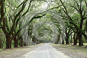 Canopy of oak trees covered in moss. Forsyth Park, Savannah, Geo