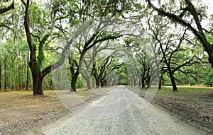 Canopy of oak trees covered in moss. Forsyth Park, Savannah, Geo