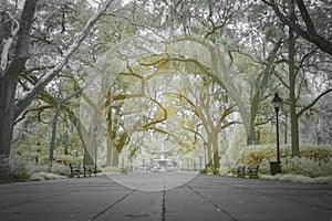 Canopy of Oaks and Fountain at Forsyth Park