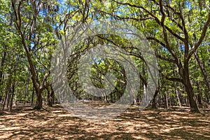 Canopy of old live oak trees draped in spanish moss.