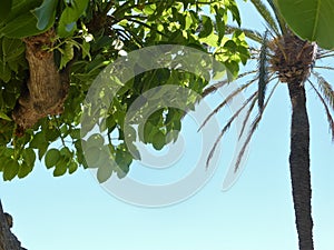 Canopy of palm trees and beautiful clear blue sky.