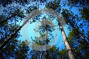 Canopy of Pine Trees