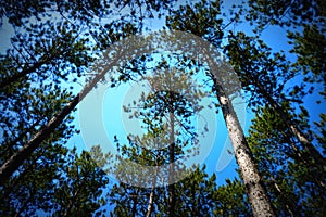 Canopy of Pine Trees photo