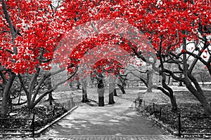 Canopy of red trees in surreal black and white landscape scene i