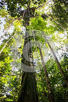 Canopy ropes at amazon jungle