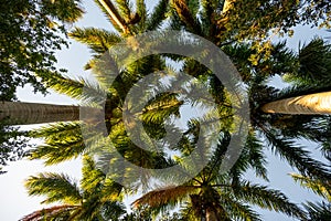 Canopy of Royal Palm - Roystonea regia - fronds in early morning light.