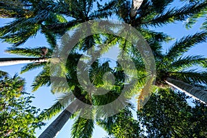 Canopy of Royal Palm - Roystonea regia - fronds in early morning light.