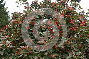 Canopy of Sorbus aria with fruits