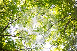 Canopy of tall beech trees