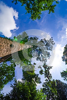 The canopy of tall trees framing a clear blue sky