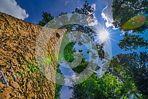 The canopy of tall trees framing a clear blue sky