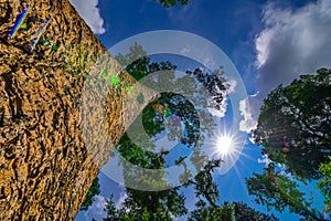 The canopy of tall trees framing a clear blue sky