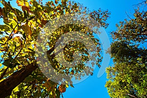 The canopy of tall trees framing a clear blue sky