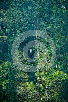 Canopy Tour photo