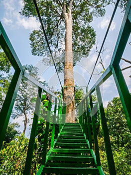Canopy Trail in Bukit Lawang Orangutan Viewing Centre
