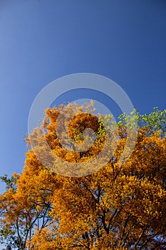 Canopy of a tree laden with yellow flowers.