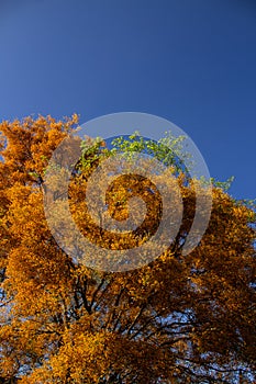 Canopy of a tree laden with yellow flowers.