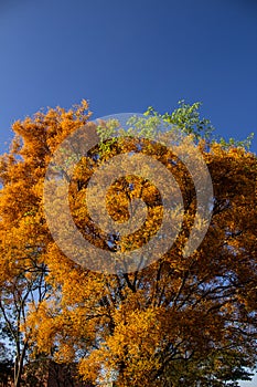 Canopy of a tree laden with yellow flowers.