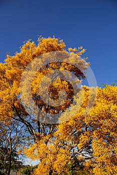 Canopy of a tree laden with yellow flowers.