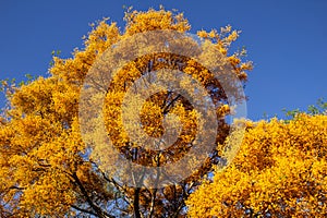 Canopy of a tree laden with yellow flowers.