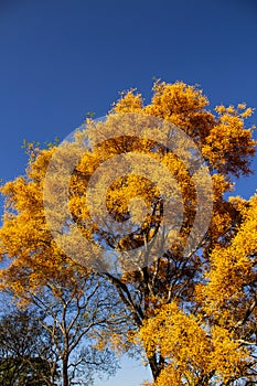 Canopy of a tree laden with yellow flowers.