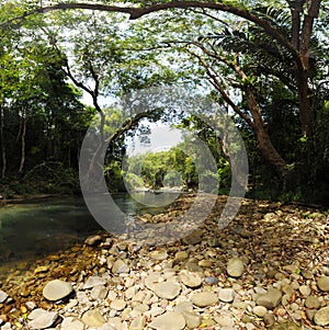 Canopy of trees covering a stream in a jungle